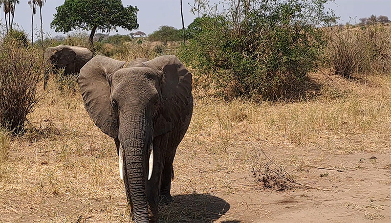 Tarangire, slon